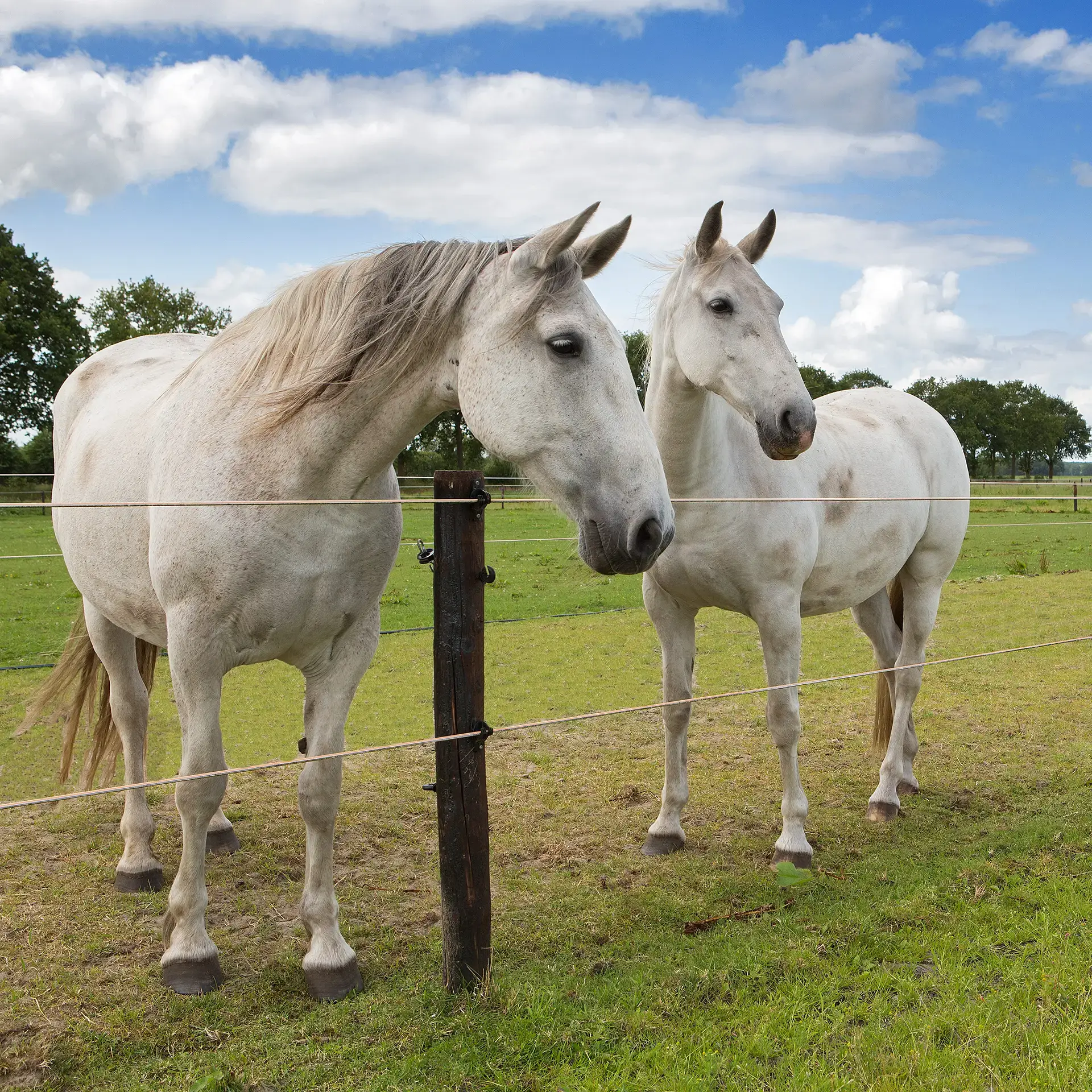 TurboStar Equifence wit 250m (6)