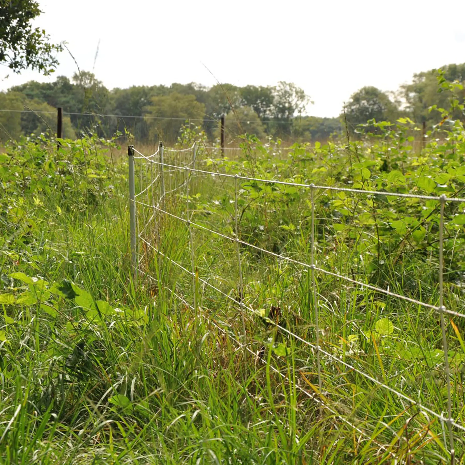 Wildzwijnnetten, wit 75/1-14/W-50m (2)