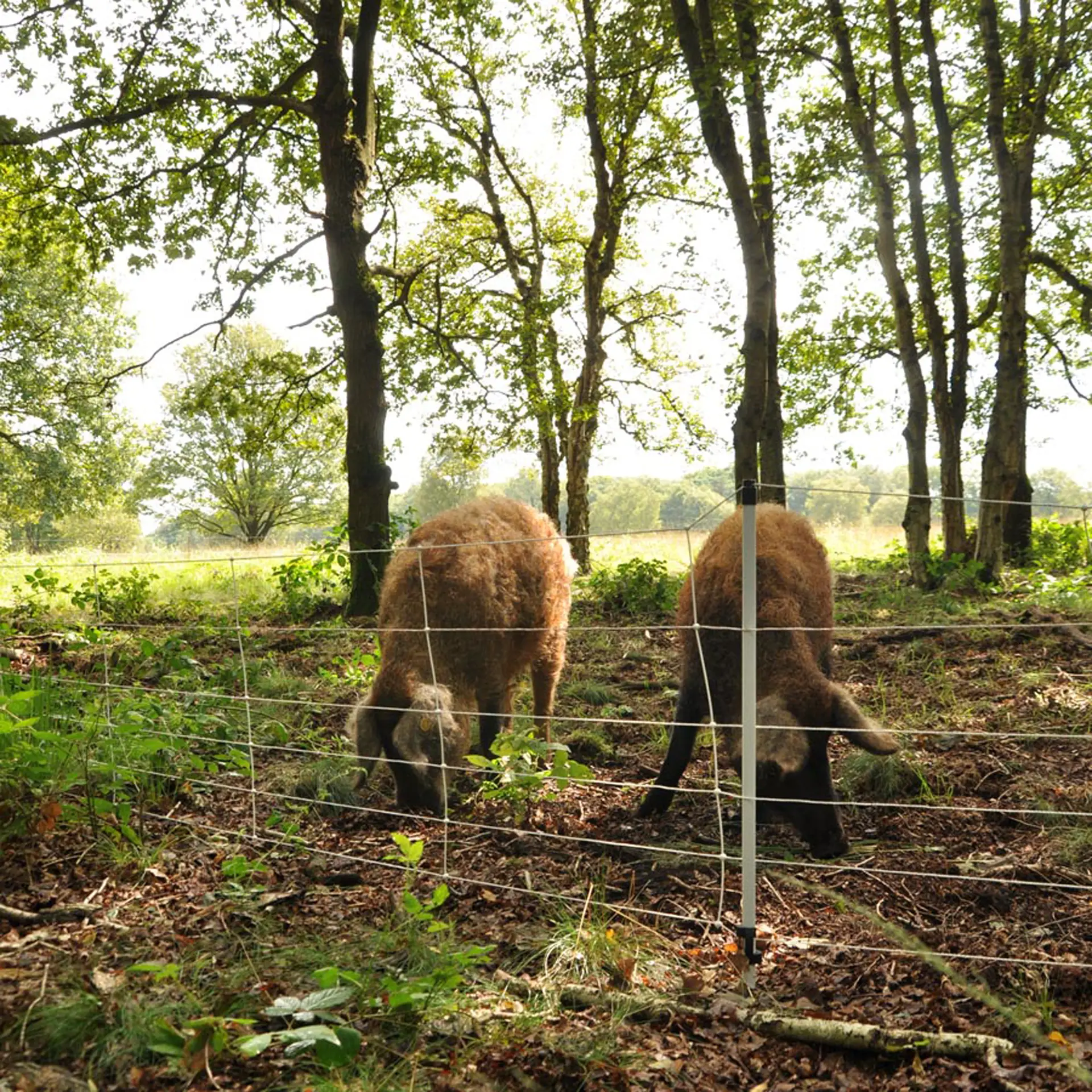Wildzwijnnetten, wit 75/1-14/W-50m (5)