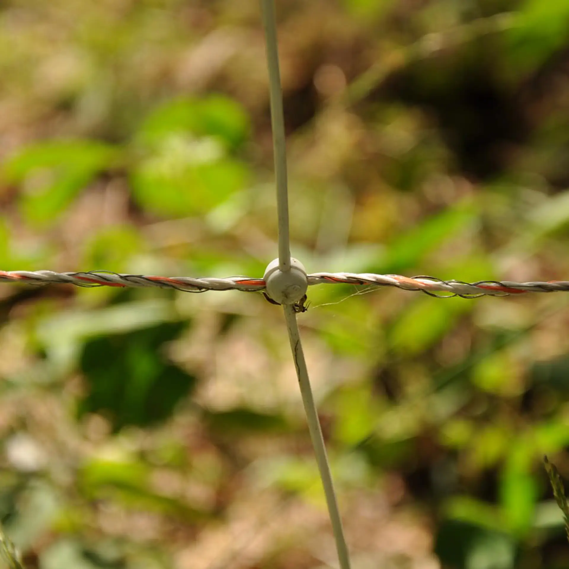 Wildzwijnnetten, wit 75/1-14/W-50m (8)