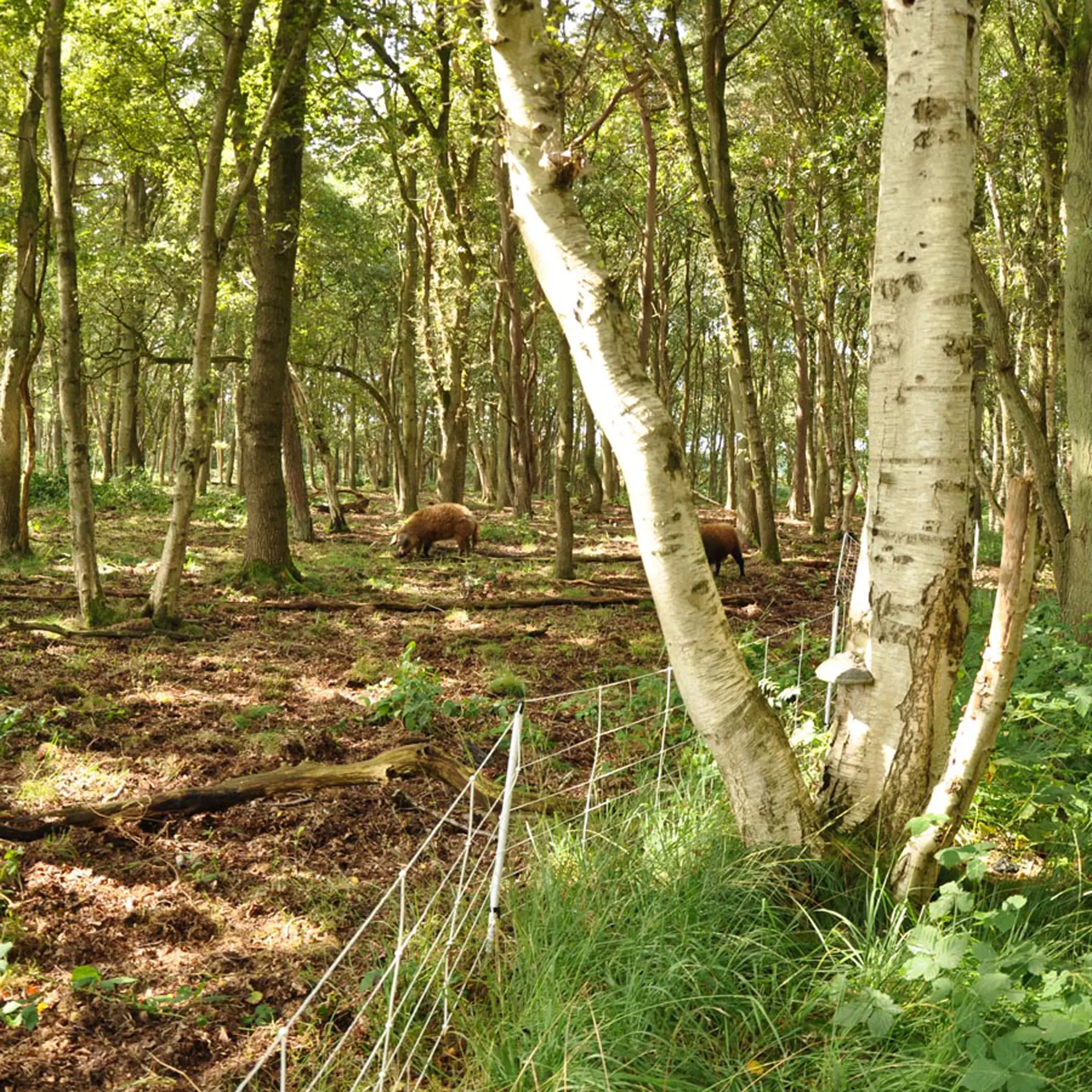 Wildzwijnnetten, wit 75/1-14/W-50m (9)