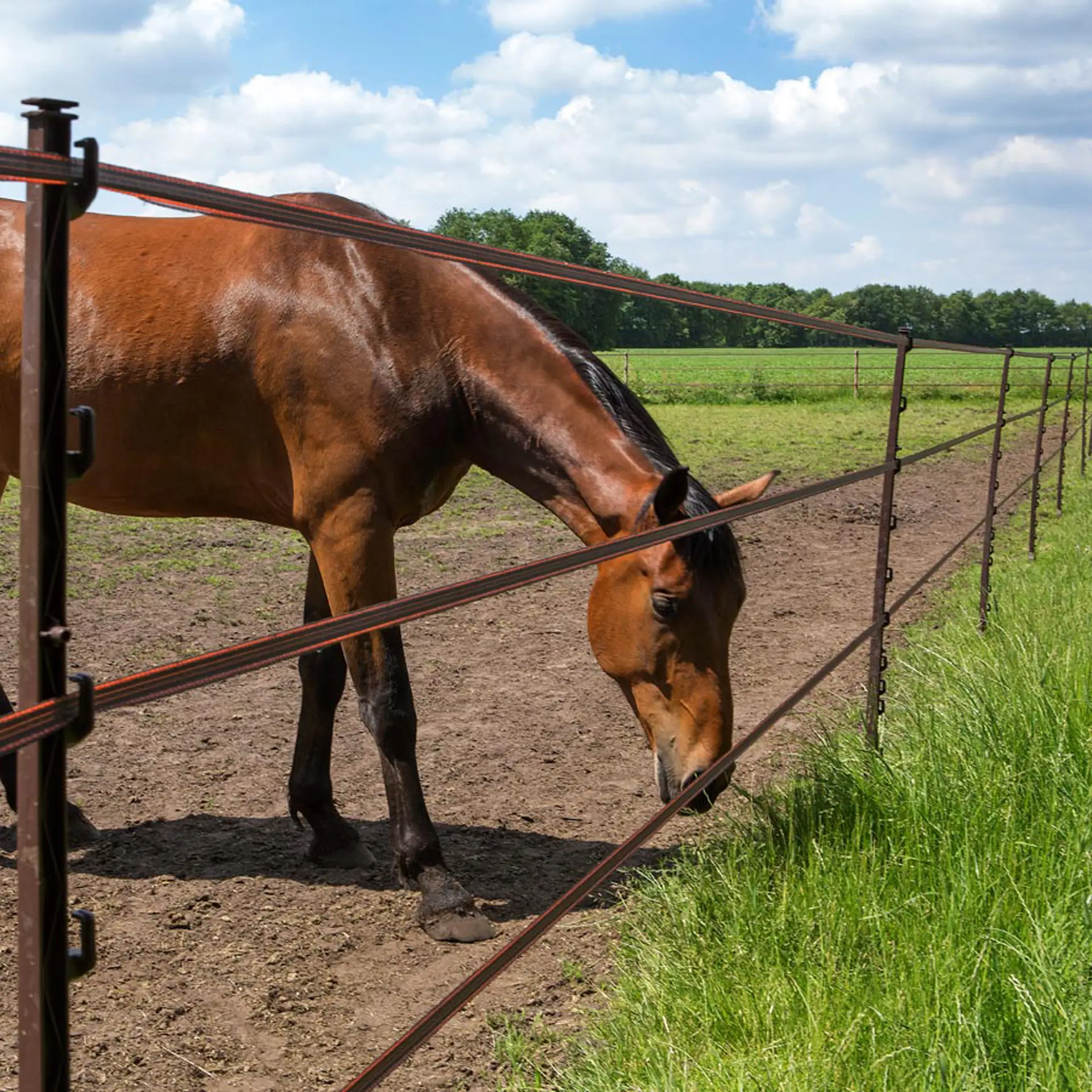 Paardenpost terra 1,55m (5) (2)