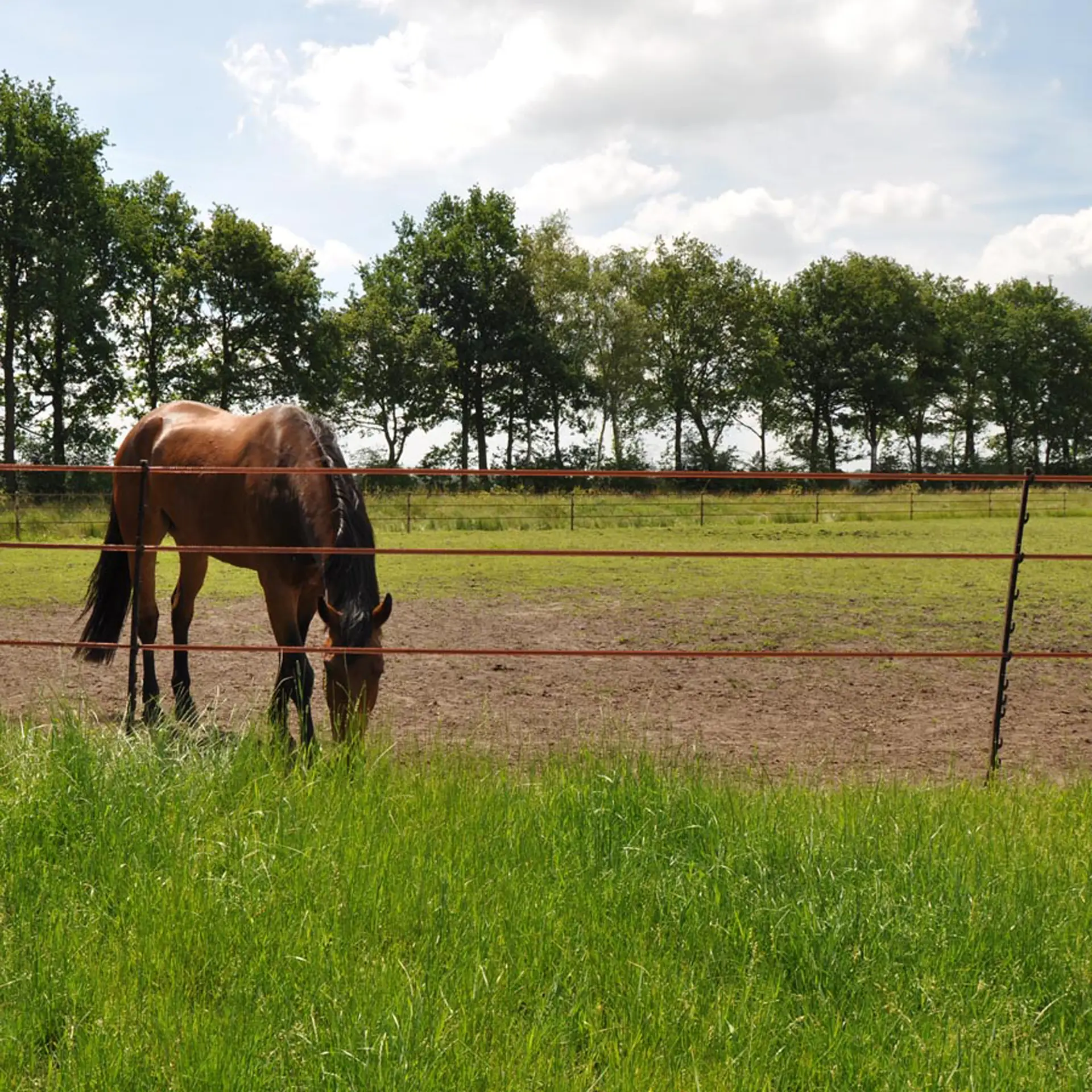 Paardenpost terra 1,55m (5) (5)
