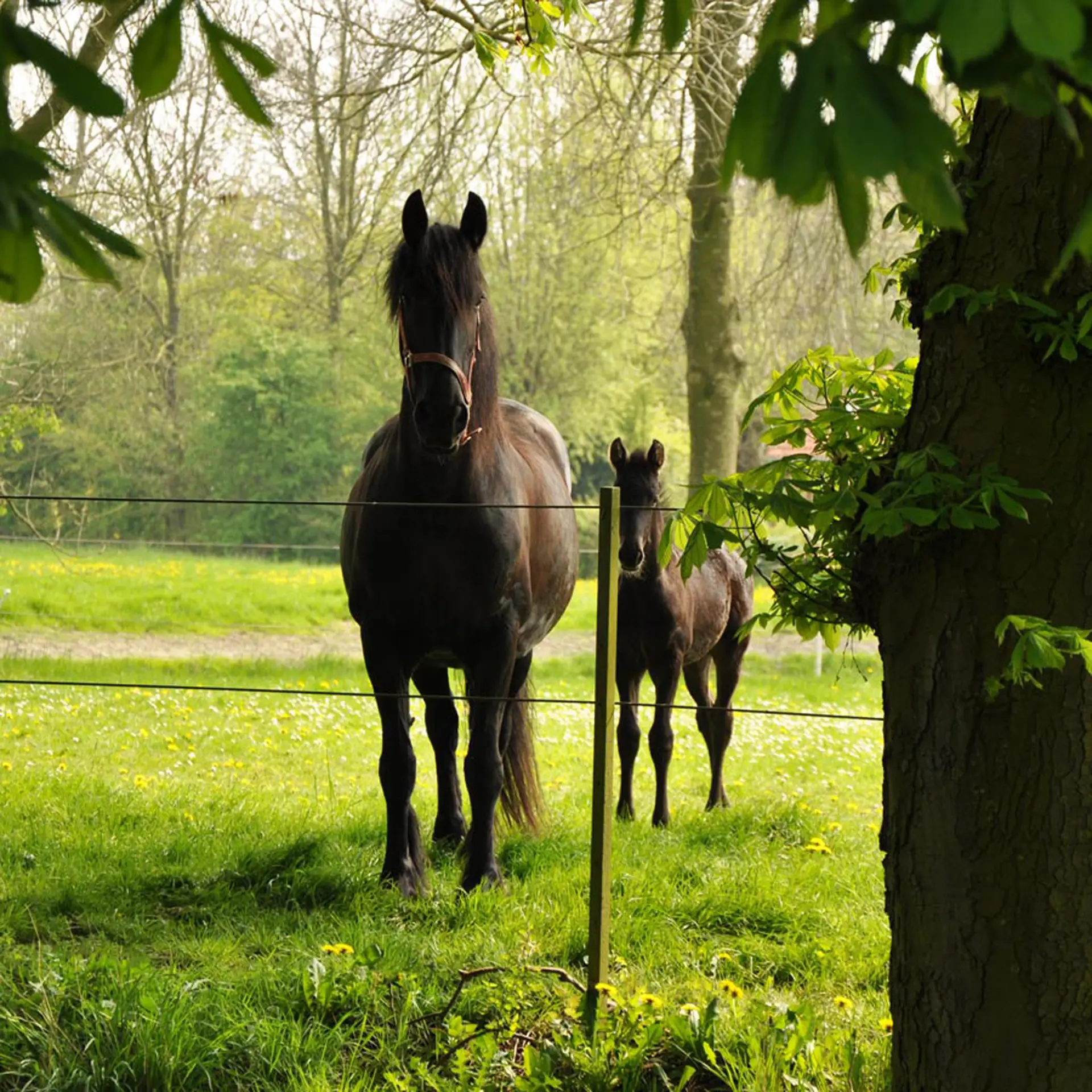Equifence Terra 7,5 mm - 20 kg - 250 m (6)