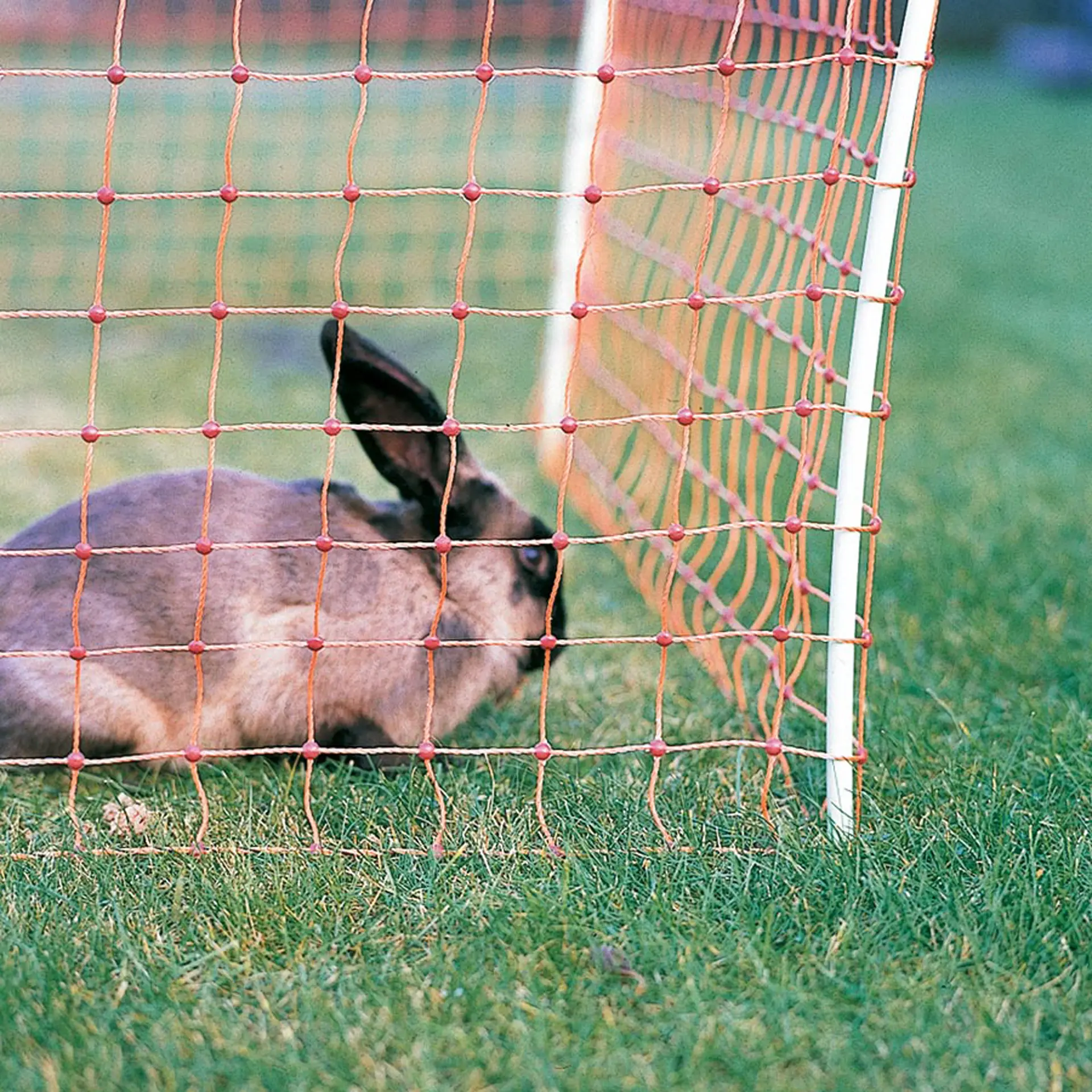 Konijnen-/hobbynet, Oranje 65/1-15/G-50m (3)