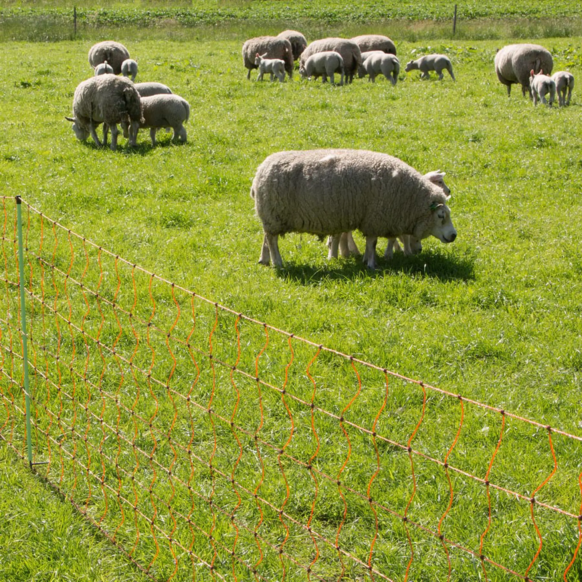 Schapennet, Oranje 90/2-14/G-50m (5)
