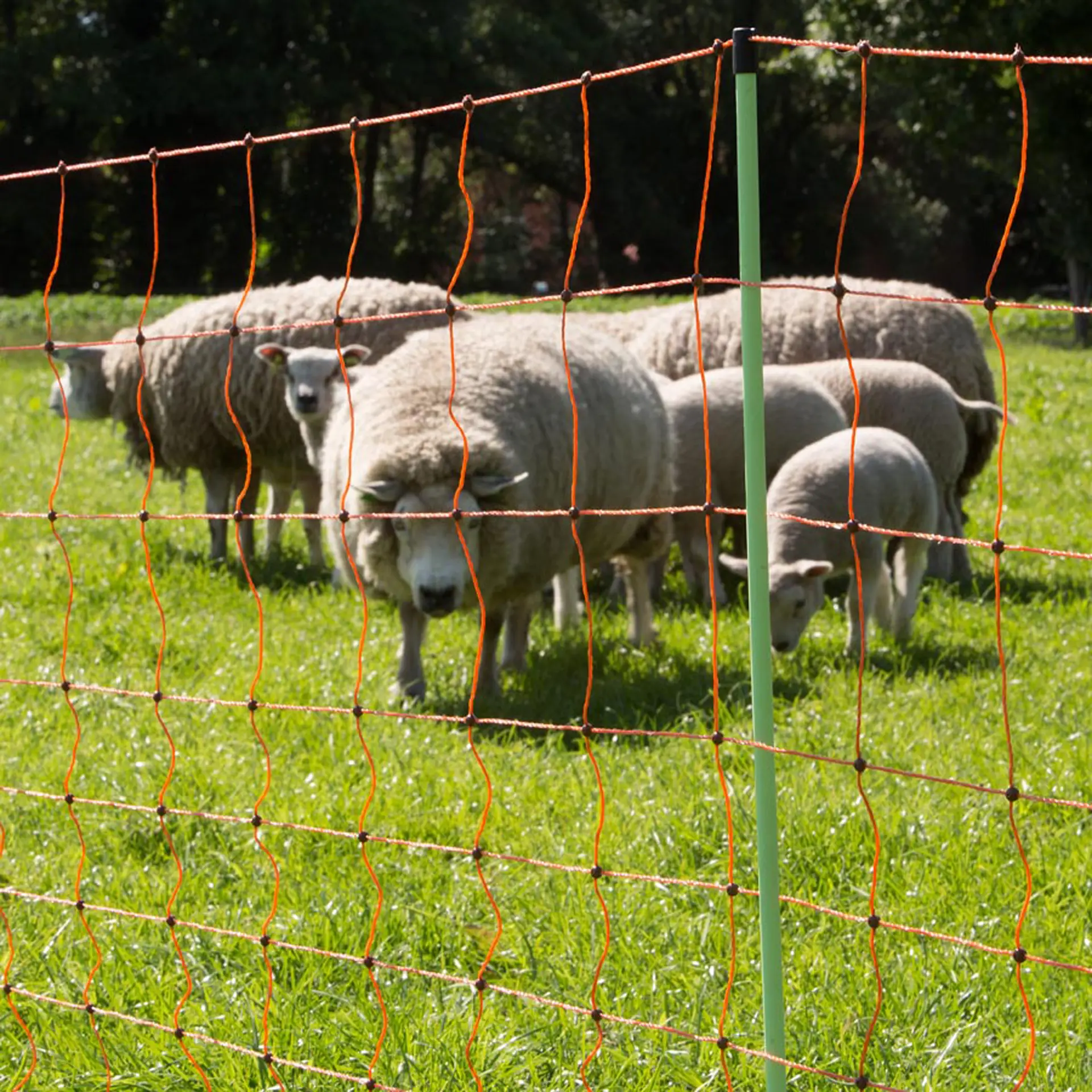 Schapennet, Oranje 90/2-14/G-50m (6)