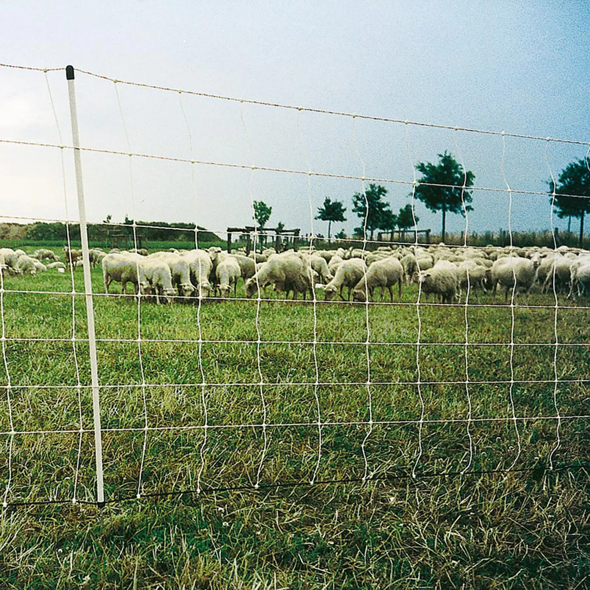 Schapen Turbo-net, wit 90/1-14/W-50m (3)