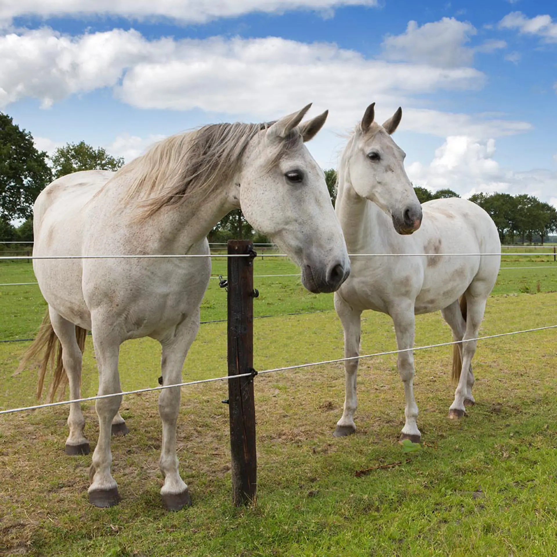 Equifence wit 7,5 mm - 20 kg - 250 m (5)